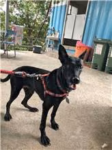 The dog, from the shelter's listing