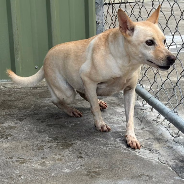 The dog, from the shelter's listing