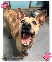 The dog, from the shelter's listing