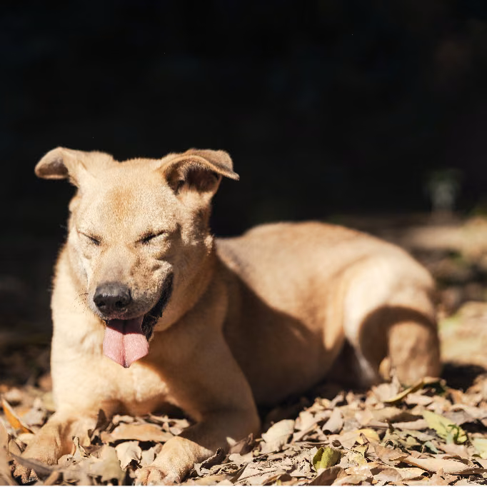The dog, from the shelter's listing