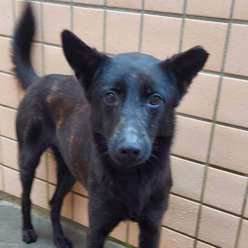 The dog, from the shelter's listing