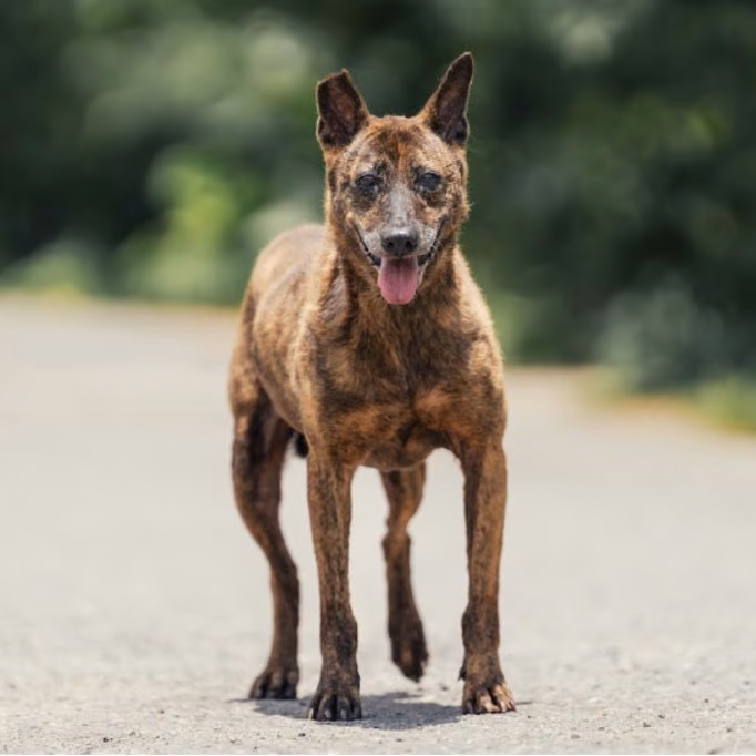 The dog, from the shelter's listing