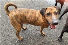 The dog, from the shelter's listing