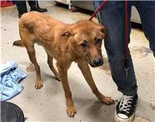 The dog, from the shelter's listing