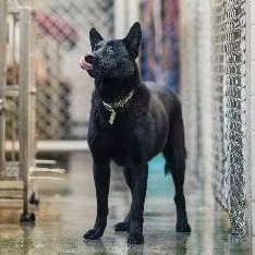 The dog, from the shelter's listing