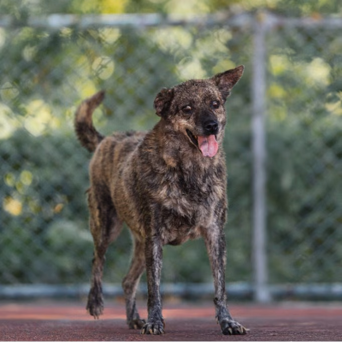 The dog, from the shelter's listing