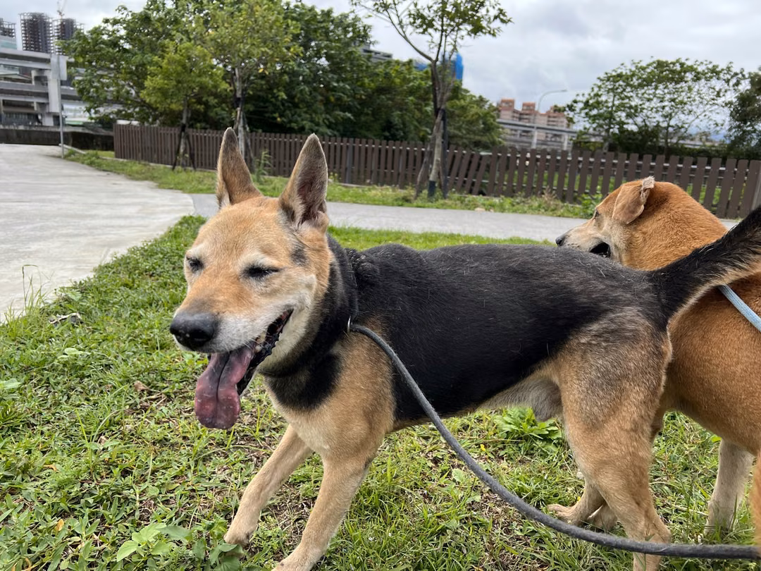 The dog, from the shelter's listing