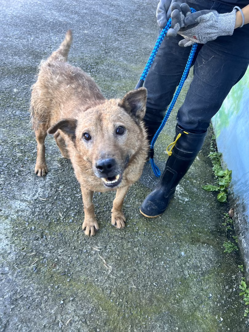 The dog, from the shelter's listing