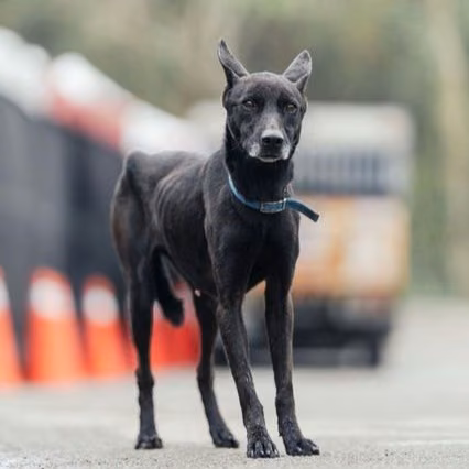 The dog, from the shelter's listing