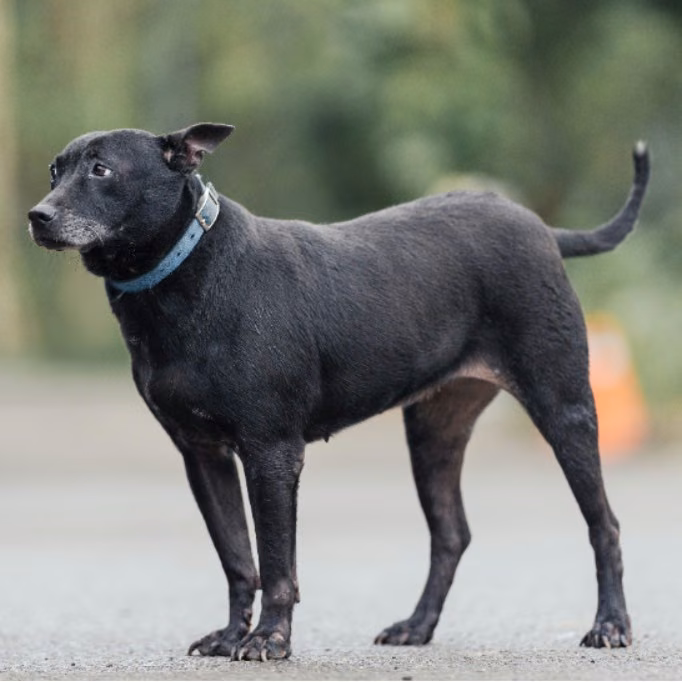 The dog, from the shelter's listing
