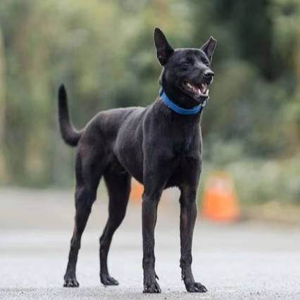 The dog, from the shelter's listing