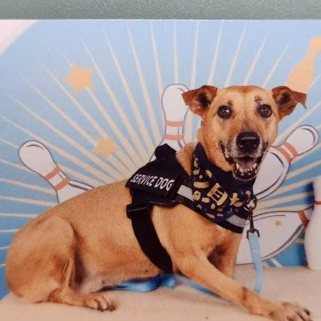The dog, from the shelter's listing