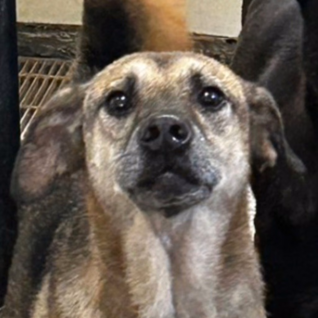 The dog, from the shelter's listing