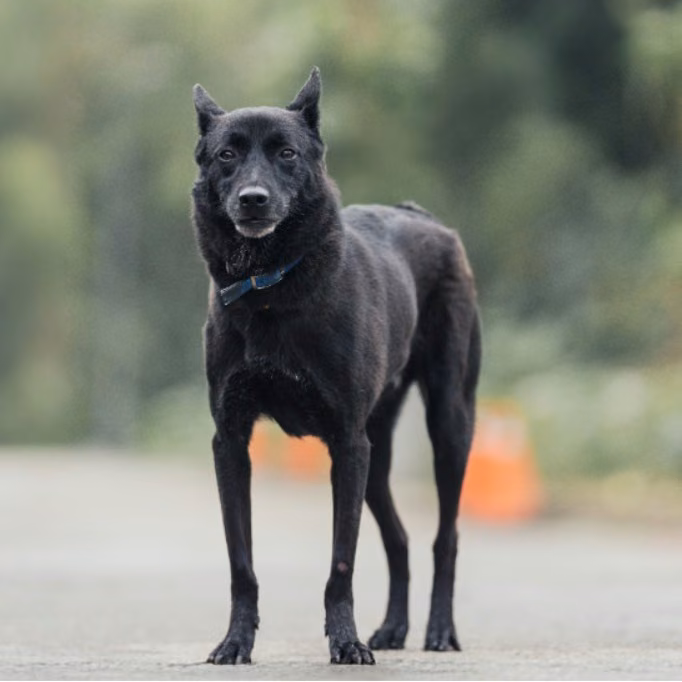 The dog, from the shelter's listing