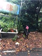 The dog, from the shelter's listing