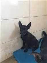 The dog, from the shelter's listing