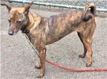 The dog, from the shelter's listing