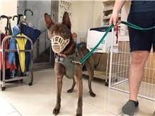 The dog, from the shelter's listing