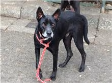 The dog, from the shelter's listing