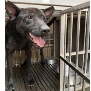 The dog, from the shelter's listing