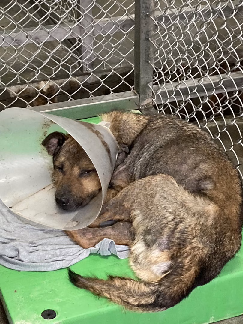 The dog, from the shelter's listing