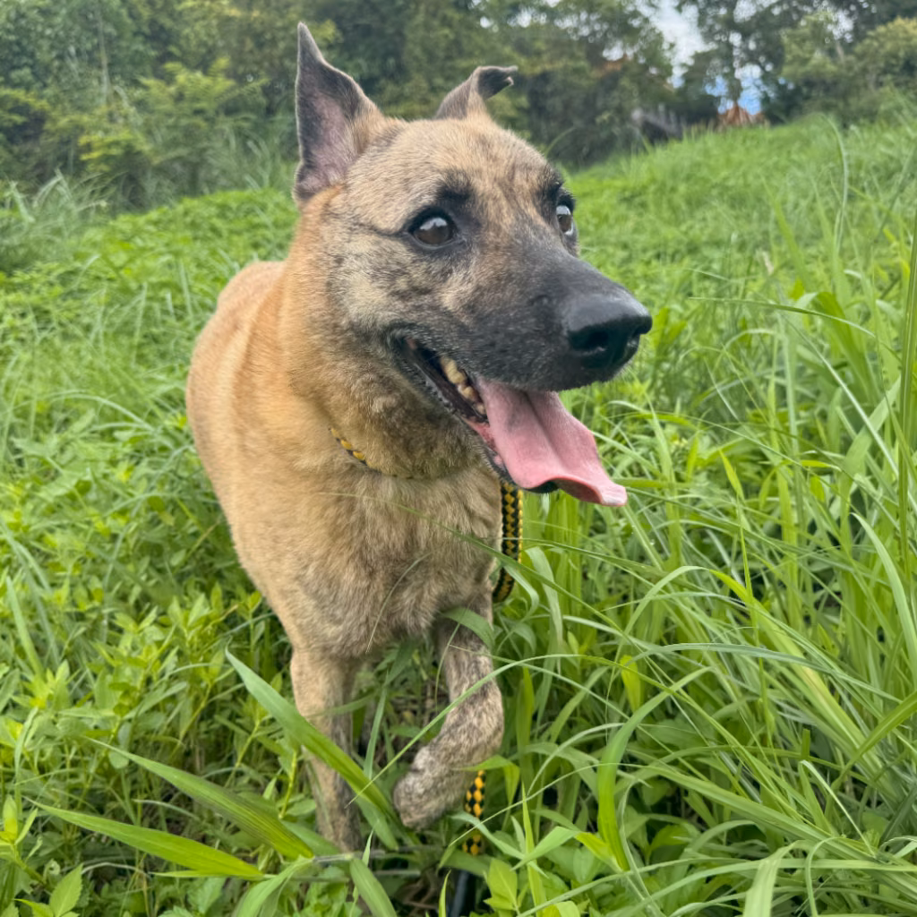 The dog, from the shelter's listing