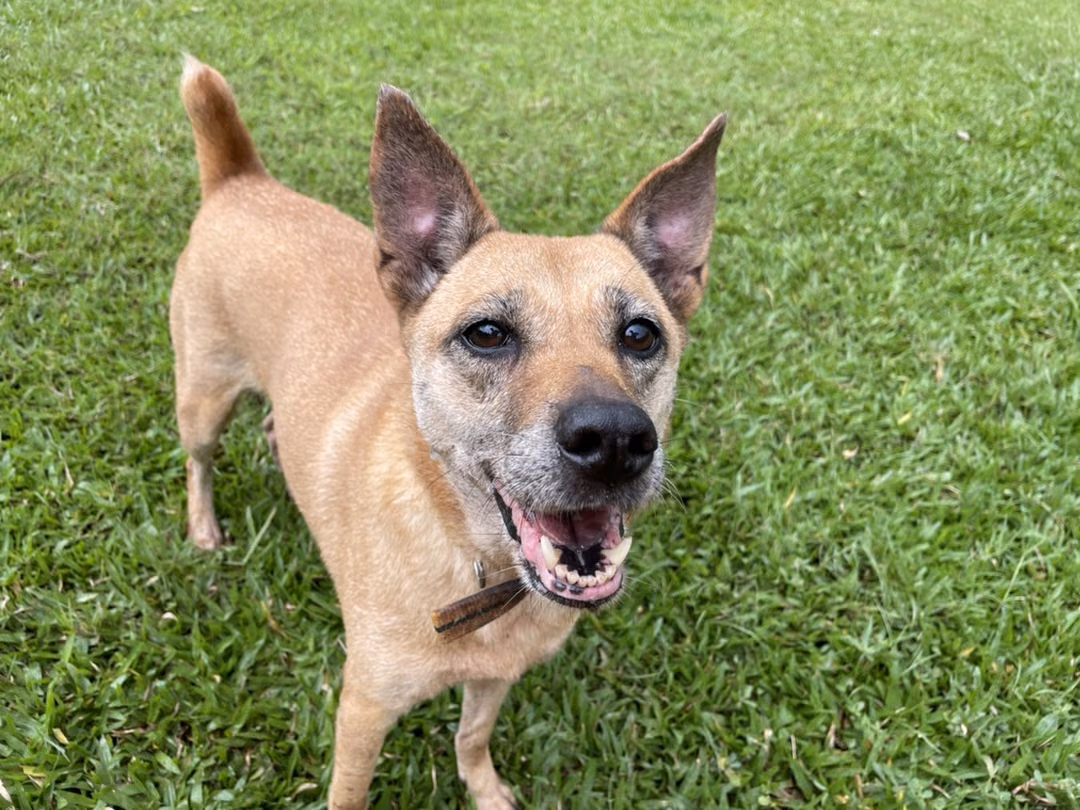 The dog, from the shelter's listing