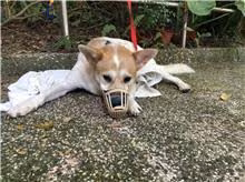 The dog, from the shelter's listing