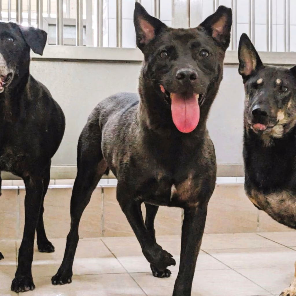 The dog, from the shelter's listing