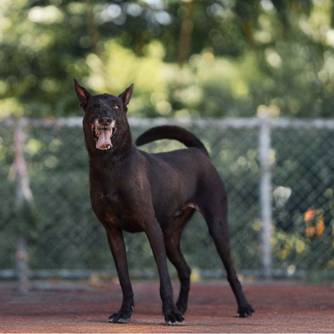The dog, from the shelter's listing