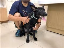 The dog, from the shelter's listing