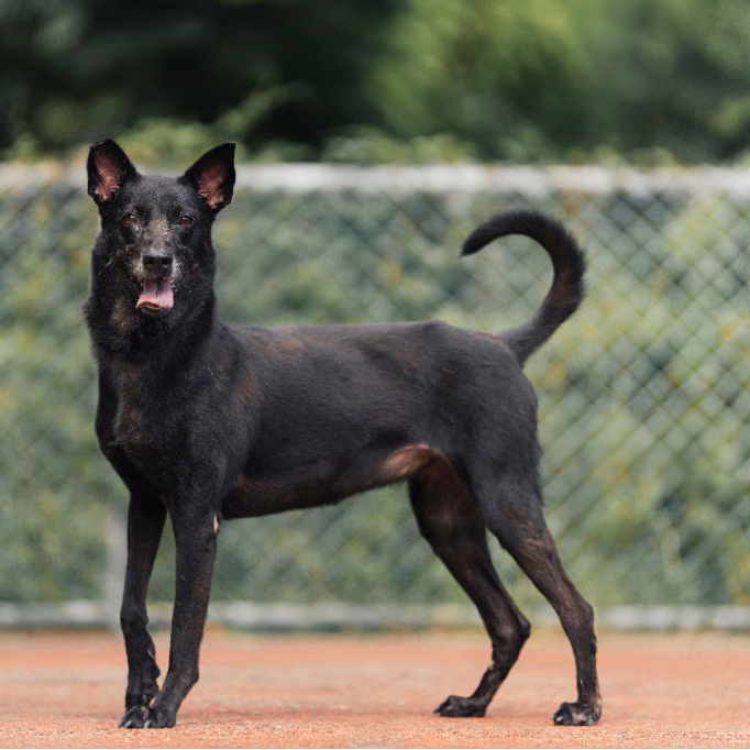 The dog, from the shelter's listing