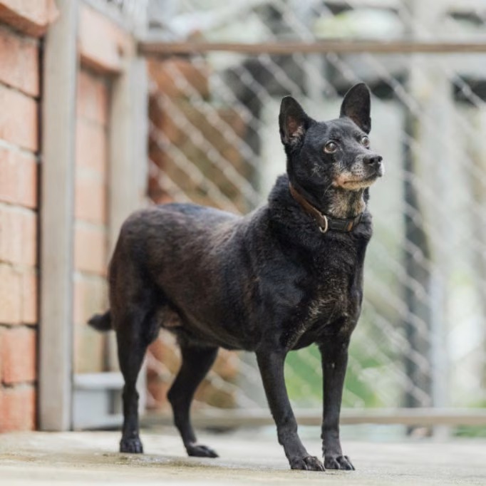 The dog, from the shelter's listing