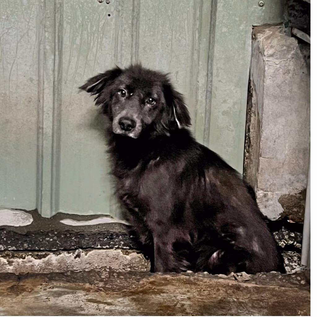 The dog, from the shelter's listing