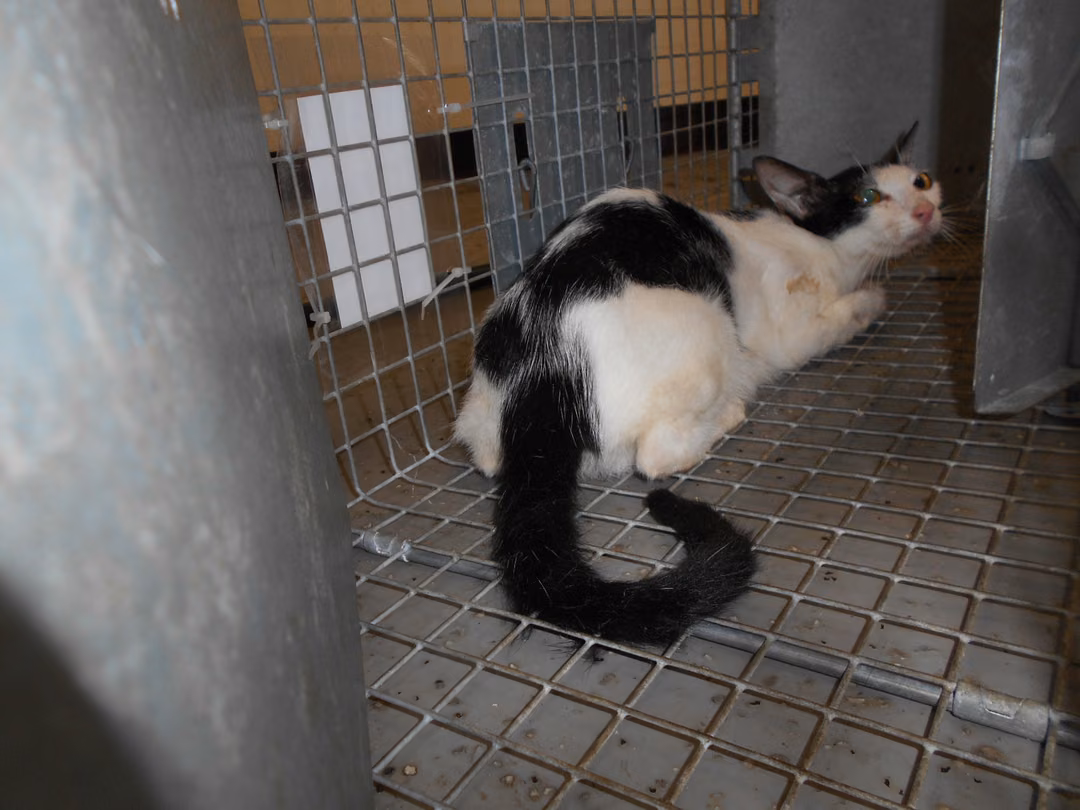 The cat, from the shelter's listing