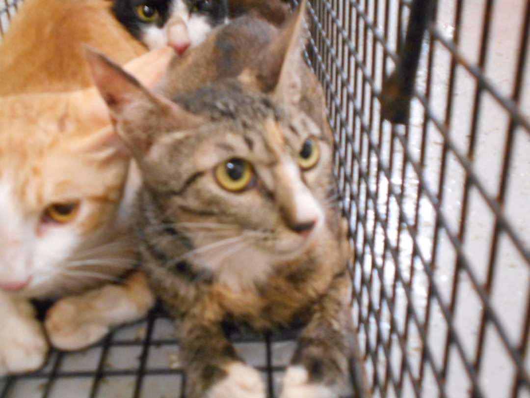 The cat, from the shelter's listing