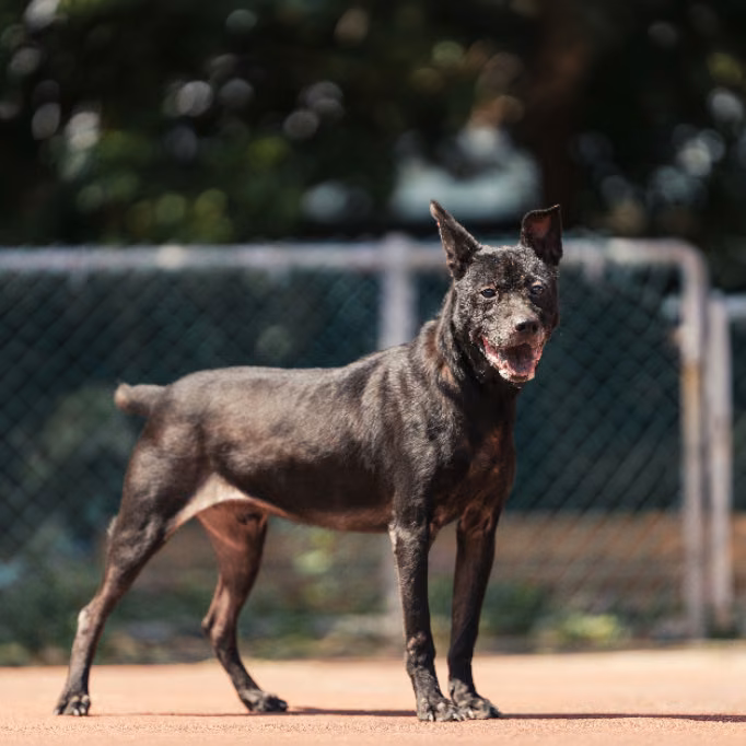 The dog, from the shelter's listing