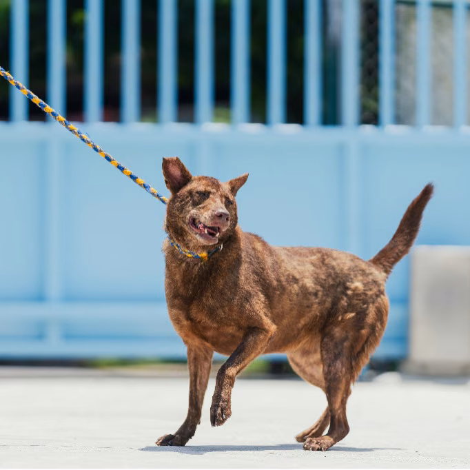 The dog, from the shelter's listing
