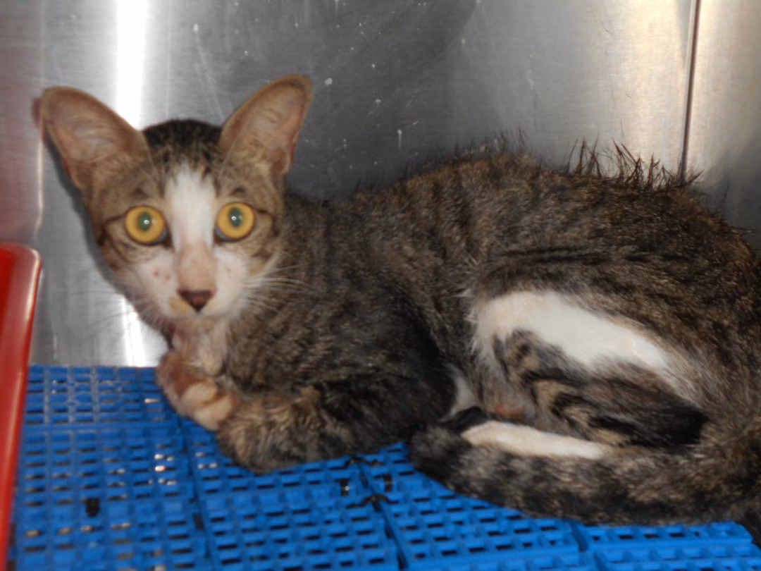 The cat, from the shelter's listing
