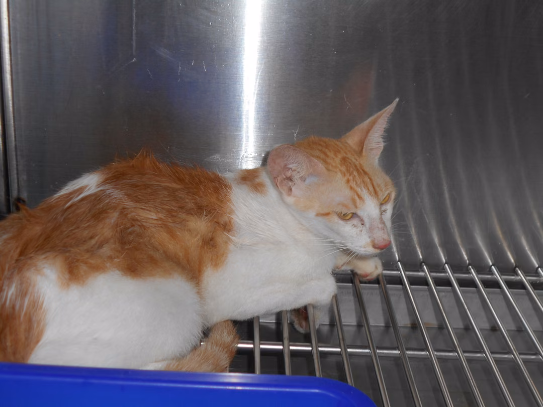 The cat, from the shelter's listing