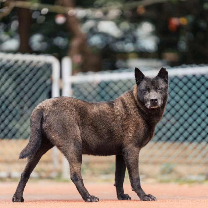 The dog, from the shelter's listing