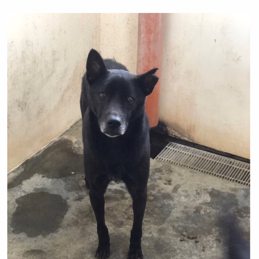 The dog, from the shelter's listing