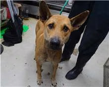 The dog, from the shelter's listing