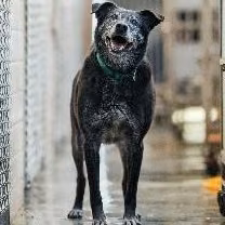 The dog, from the shelter's listing