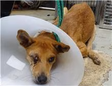 The dog, from the shelter's listing