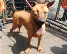 The dog, from the shelter's listing