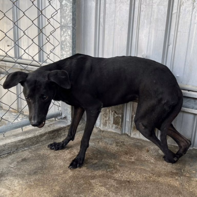 The dog, from the shelter's listing