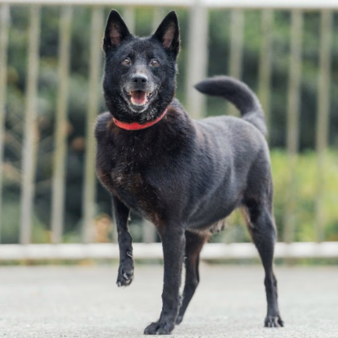 The dog, from the shelter's listing