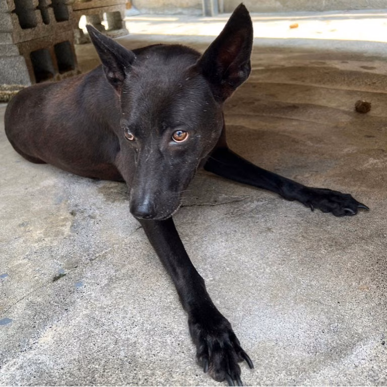 The dog, from the shelter's listing