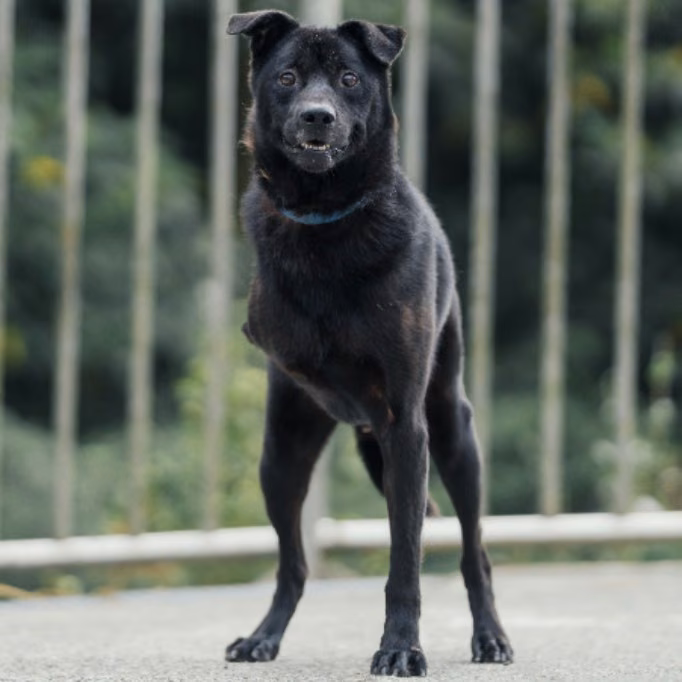 The dog, from the shelter's listing